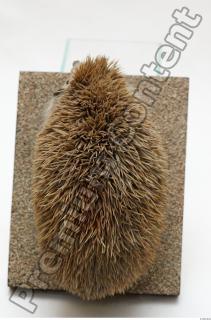 Hedgehog - Erinaceus europaeus 0011